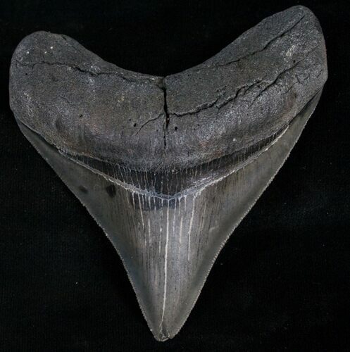 Huge Posterior Megalodon Tooth #8374